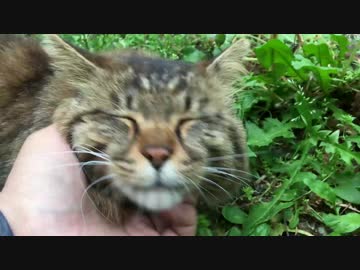 チキンなたぬき猫、モフられて至福の表情を浮かべる