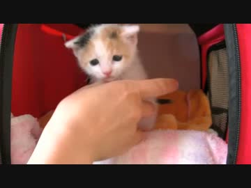 くるねこ大和　胡桃ちゃん393g