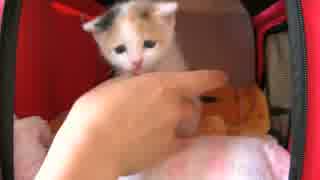 くるねこ大和　胡桃ちゃん393g