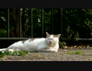 動かないおしゃべり猫