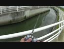 久々のデイナマズ