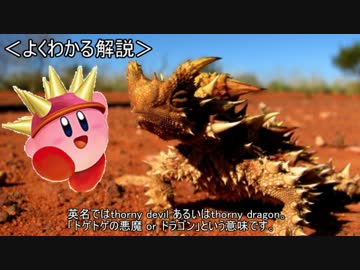 ゆっくり動物雑学「体中の皮膚が・・・」