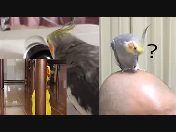 オカメインコでグルメレース