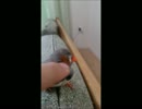 【錦花鳥】ぐしぐし動画【キンカチョウ】