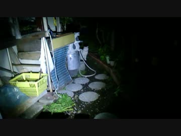 シロ・トラの兄弟が生きていた！