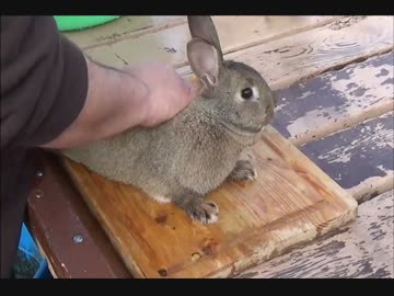 敏感ふとウサギちゃん