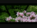 Tutuji-大興善寺-
