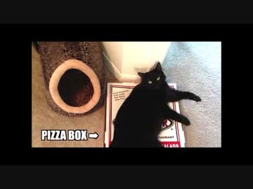 現場監督　ＶＳ　ねこ