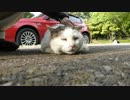 色っぽいおしゃべり猫