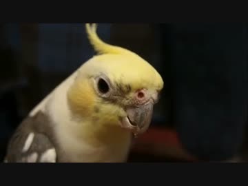 ぴーたろさん