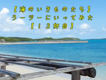 【海のいきものたち】ラーツーにいってみた【１３杯目】