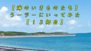 【海のいきものたち】ラーツーにいってみた【１３杯目】