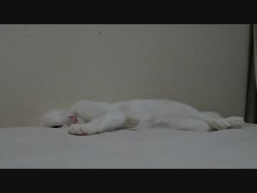 【宇宙猫】保護猫、春を迎え猫離れが加速する