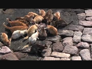 猫好き五大聖地【青島】その１６