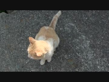 猫好き五大聖地【青島】その１８