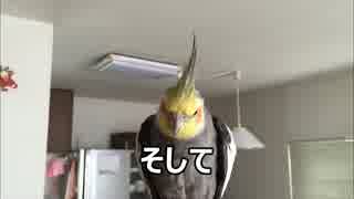 鷹匠ならぬオカメインコ匠を目指した結果