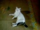 うちの猫の寝転び方