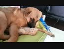 こんなに仲のいいワンちゃんと猫ちゃんっているんだネ!　