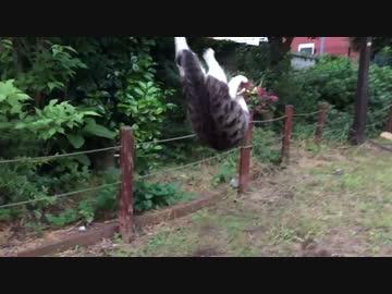 【キジトラ地獄】公園の少女猫、華麗なるバック宙を披露する