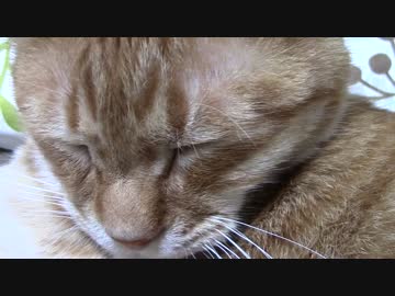 拾いねこ＠生後1048/1015日目　おじいちゃん顔だねぇ