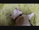 起きない子猫