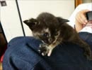 【ゆっくりマグナ５０】実家で野良猫が産んだ！【押入れの事件簿】