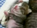 子猫の寝顔
