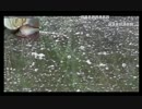 5.17それたん師飯野水路　へら釣り x264.aac.mp4