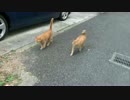 【公園猫戦争】誰だよお前