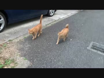 【公園猫戦争】誰だよお前