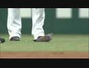 珍事発生!! カラスが鳩を襲撃し試合中断 2013.05.05 L-F