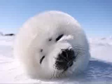 ホモと見るイヌイット