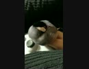 文鳥がただ寝ているだけ