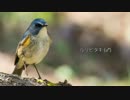 【望遠病】一眼レフで野鳥撮影 その３【そして極みへ】