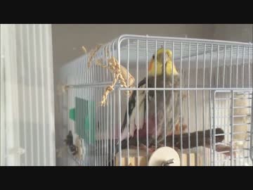 オカメインコの切ない系呼び鳴きがツライ