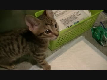 捨て猫がいたんでなんとなく持って帰ってきた①