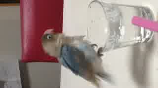 小桜インコがコップの水を全て飲み干す動画