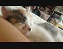 もふり手修行番外編 小さなお猫さまが来た！の巻