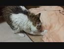 風呂上がりvs猫