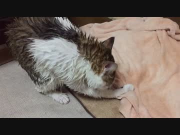 風呂上がりvs猫