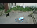 99.6%の猫が遊んだおもちゃを公園の猫の所に持ち込んでみた