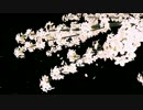 咲いて散るサクラ（今更散っても手遅れだコレ）