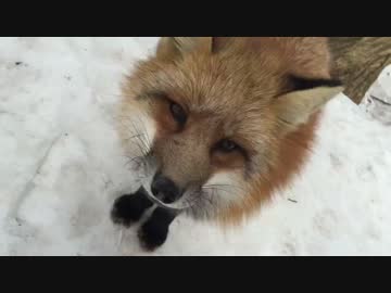 甘えんぼキツネ