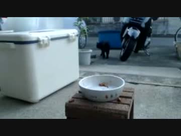くろねこ(2015.05.17)