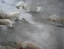 ラブラドールの子犬