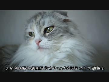 【#406】 猫達の様子　【猫万歳】