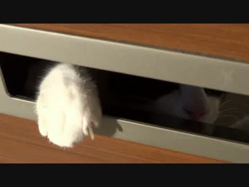 ポストを開けたら2秒でにゃんこ♪