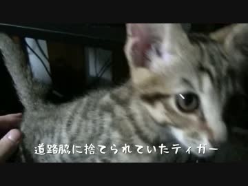 捨て猫がいたんでなんとなく持って帰ってきた②