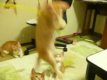 にゃんにゃかじゃんぷ大会