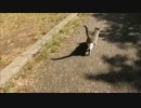 野良猫と公園を歩く